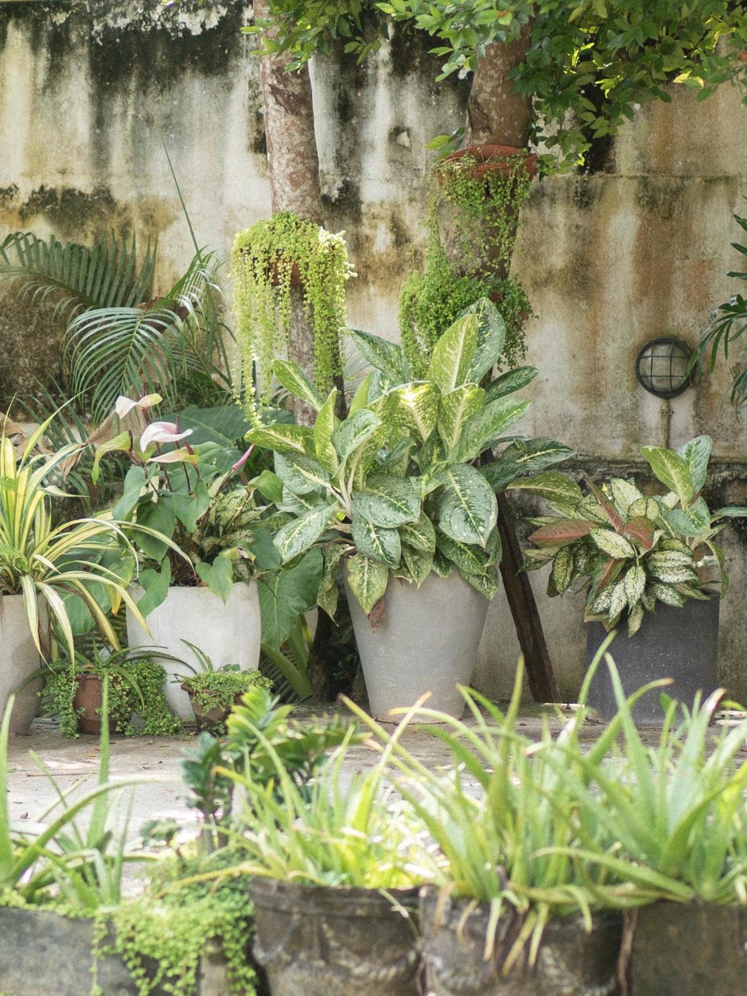 Lotus Surf And Wellness Apartment อาฮานกามา ภายนอก รูปภาพ